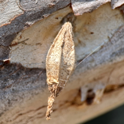 Hyalarcta nigrescens (Ribbed Case Moth) at Nicholls, ACT - 29 Mar 2024 by Hejor1