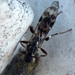 Eupelmidae (family) at Nicholls, ACT - 29 Mar 2024 02:59 PM