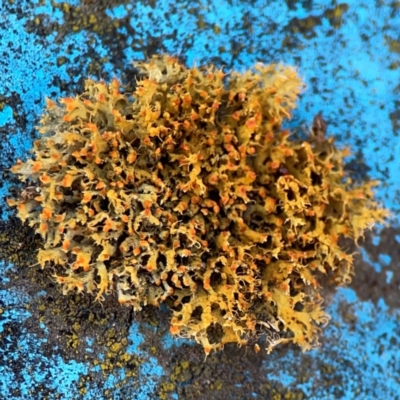 Unidentified Lichen at Nicholls, ACT - 29 Mar 2024 by Hejor1