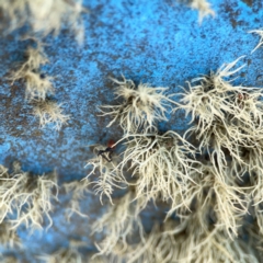Usnea sp. (genus) (Bearded lichen) at Nicholls, ACT - 29 Mar 2024 by Hejor1