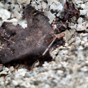 Xanthoparmelia sp. at Nicholls, ACT - 29 Mar 2024