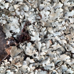 Xanthoparmelia sp. at Nicholls, ACT - 29 Mar 2024