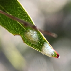 Unidentified Psyllid, lerp, aphid or whitefly (Hemiptera, several families) at Nicholls, ACT - 29 Mar 2024 by Hejor1