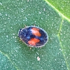 Diomus notescens (Little two-spotted ladybird) at Sullivans Creek, Lyneham North - 29 Mar 2024 by Hejor1