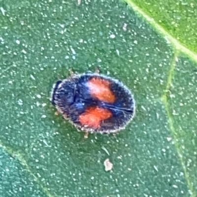 Diomus notescens (Little two-spotted ladybird) at Lyneham, ACT - 29 Mar 2024 by Hejor1