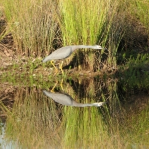 Egretta novaehollandiae at Rugosa - 29 Mar 2024