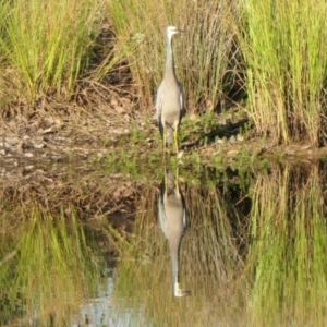 Egretta novaehollandiae at Rugosa - 29 Mar 2024