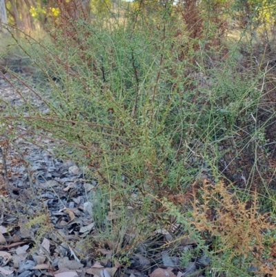 Daviesia ulicifolia subsp. ruscifolia (Broad-leaved Gorse Bitter Pea) at Rugosa - 29 Mar 2024 by SenexRugosus