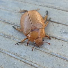 Unidentified Scarab beetle (Scarabaeidae) at Gunning, NSW - 29 Mar 2024 by JohnS