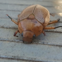 Anoplognathus sp. (genus) at Gunning Bush Block - 29 Mar 2024