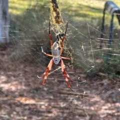 Trichonephila edulis (Golden orb weaver) at University of Canberra - 26 Mar 2024 by MegFluke