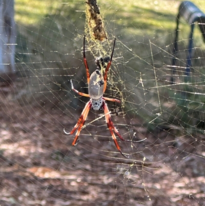 Trichonephila edulis (Golden orb weaver) at University of Canberra - 26 Mar 2024 by MegFluke