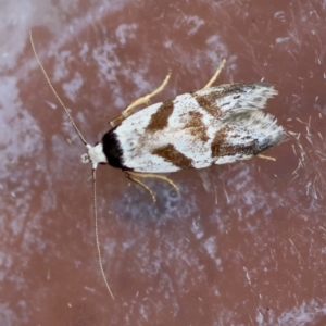 Oxythecta zonoteles at Moruya, NSW - suppressed
