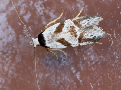 Oxythecta zonoteles (A Concealer moth (Chezala group)) at Moruya, NSW - 29 Mar 2024 by LisaH