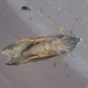 Oxythecta zonoteles at Moruya, NSW - suppressed