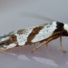 Oxythecta zonoteles at Moruya, NSW - suppressed