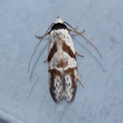 Oxythecta zonoteles at Moruya, NSW - suppressed