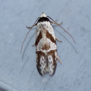 Oxythecta zonoteles at Moruya, NSW - suppressed