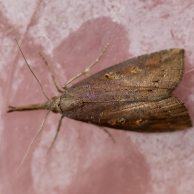 Hypena subvittalis (A Noctuid moth (Hypeninae)) by LisaH