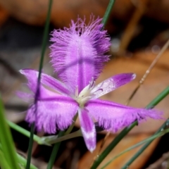 Thysanotus tuberosus subsp. tuberosus (Common Fringe-lily) at Moruya, NSW - 29 Mar 2024 by LisaH