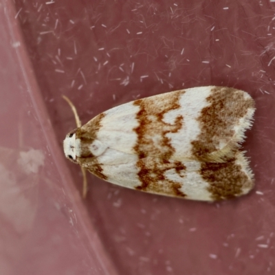 Halone sejuncta (Variable Halone) at Moruya, NSW - 29 Mar 2024 by LisaH