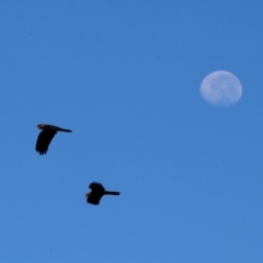 Calyptorhynchus lathami (Glossy Black-Cockatoo) at Moruya, NSW - 28 Mar 2024 by LisaH