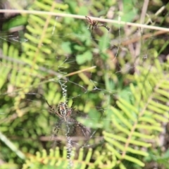 Unidentified Orb-weaving spider (several families) at Fitzroy Falls, NSW - 23 Dec 2023 by JanHartog