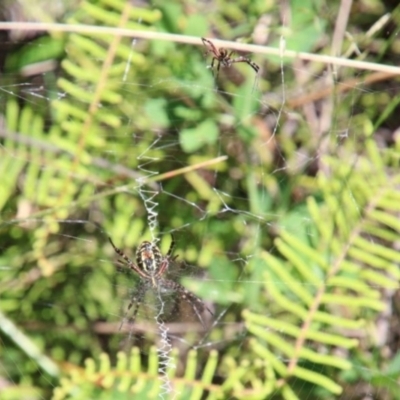 Argiope trifasciata at Fitzroy Falls, NSW - 23 Dec 2023 by JanHartog