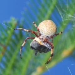 Unidentified Orb-weaving spider (several families) at Denman Prospect, ACT - 27 Mar 2024 by Harrisi