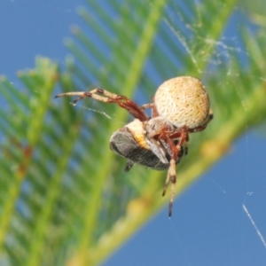 Salsa fuliginata at Denman Prospect, ACT - 27 Mar 2024