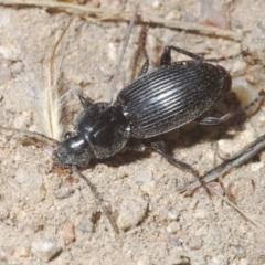Carabidae sp. (family) (A ground beetle) at Mount Taylor - 23 Mar 2024 by Harrisi