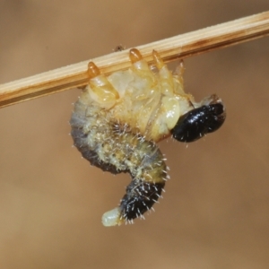 Pergidae sp. (family) at Denman Prospect, ACT - 27 Mar 2024 04:46 PM