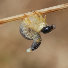 Pergidae sp. (family) at Denman Prospect, ACT - 27 Mar 2024 04:46 PM