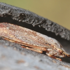 Stenocotis depressa (Leafhopper) at Denman Prospect, ACT - 27 Mar 2024 by Harrisi