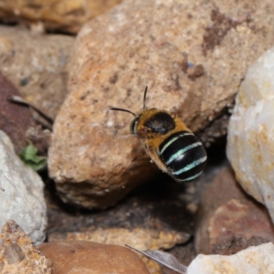 Amegilla sp. (genus) (Blue Banded Bee) at Wellington Point, QLD - 28 Mar 2024 by TimL