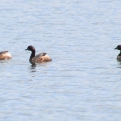 Tachybaptus novaehollandiae (Australasian Grebe) at Fitzroy Falls - 23 Dec 2023 by JanHartog