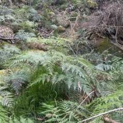 Pteridium esculentum (Bracken) at Growee, NSW - 24 Mar 2024 by JaneR