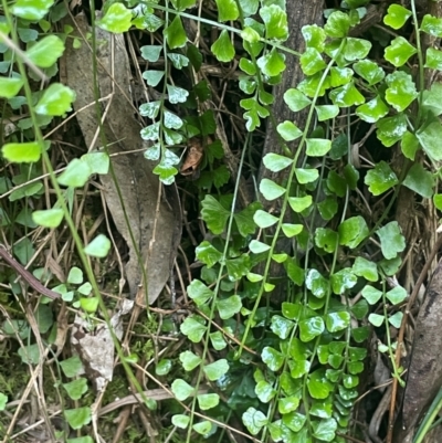 Asplenium flabellifolium (Necklace Fern) at Growee, NSW - 24 Mar 2024 by JaneR