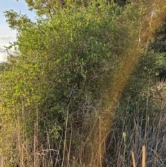 Lycium ferocissimum (African Boxthorn) at Fyshwick, ACT - 27 Mar 2024 by Jiggy