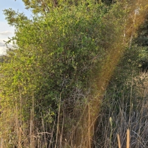 Lycium ferocissimum at Fyshwick, ACT - 28 Mar 2024