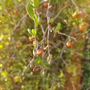 Lycium ferocissimum at Fyshwick, ACT - 28 Mar 2024