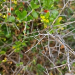 Lycium ferocissimum at Fyshwick, ACT - 28 Mar 2024