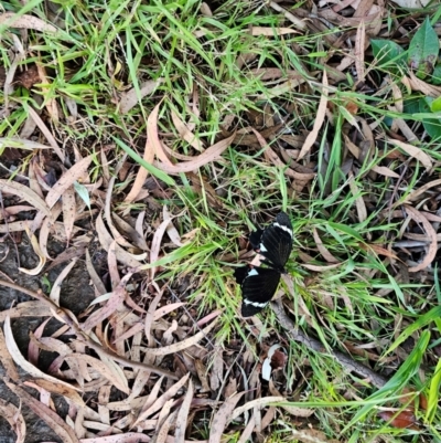 Papilio aegeus (Orchard Swallowtail, Large Citrus Butterfly) at Evatt, ACT - 28 Mar 2024 by Jiggy