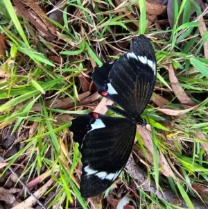 Papilio aegeus at Evatt, ACT - 29 Mar 2024 08:26 AM