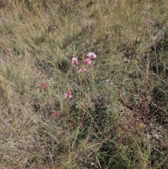 Oenothera lindheimeri (Clockweed) at Central Molonglo - 25 Mar 2024 by Jiggy