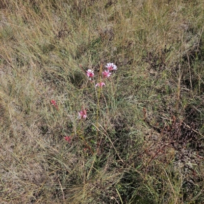 Oenothera lindheimeri (Clockweed) at Central Molonglo - 26 Mar 2024 by Jiggy
