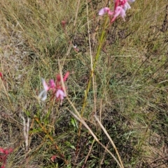 Oenothera lindheimeri at Central Molonglo - 26 Mar 2024 10:55 AM