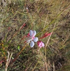 Oenothera lindheimeri at Central Molonglo - 26 Mar 2024 10:55 AM