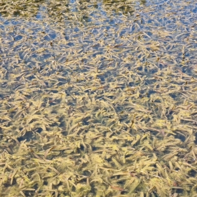 Vallisneria australis (Ribbonweed, Eelweed) at Lake Ginninderra - 1 Nov 2023 by Butterflygirl