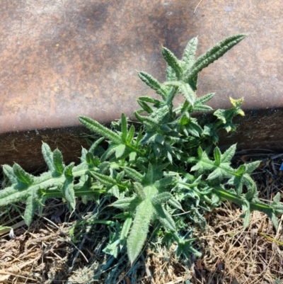 Cirsium vulgare (Spear Thistle) at Belconnen, ACT - 1 Nov 2023 by Butterflygirl